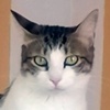 Sharky Katze Miglena